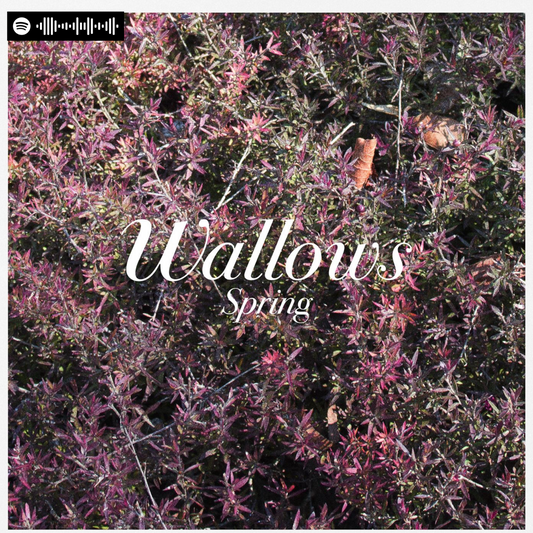 Wallows - Spring EP Canvas